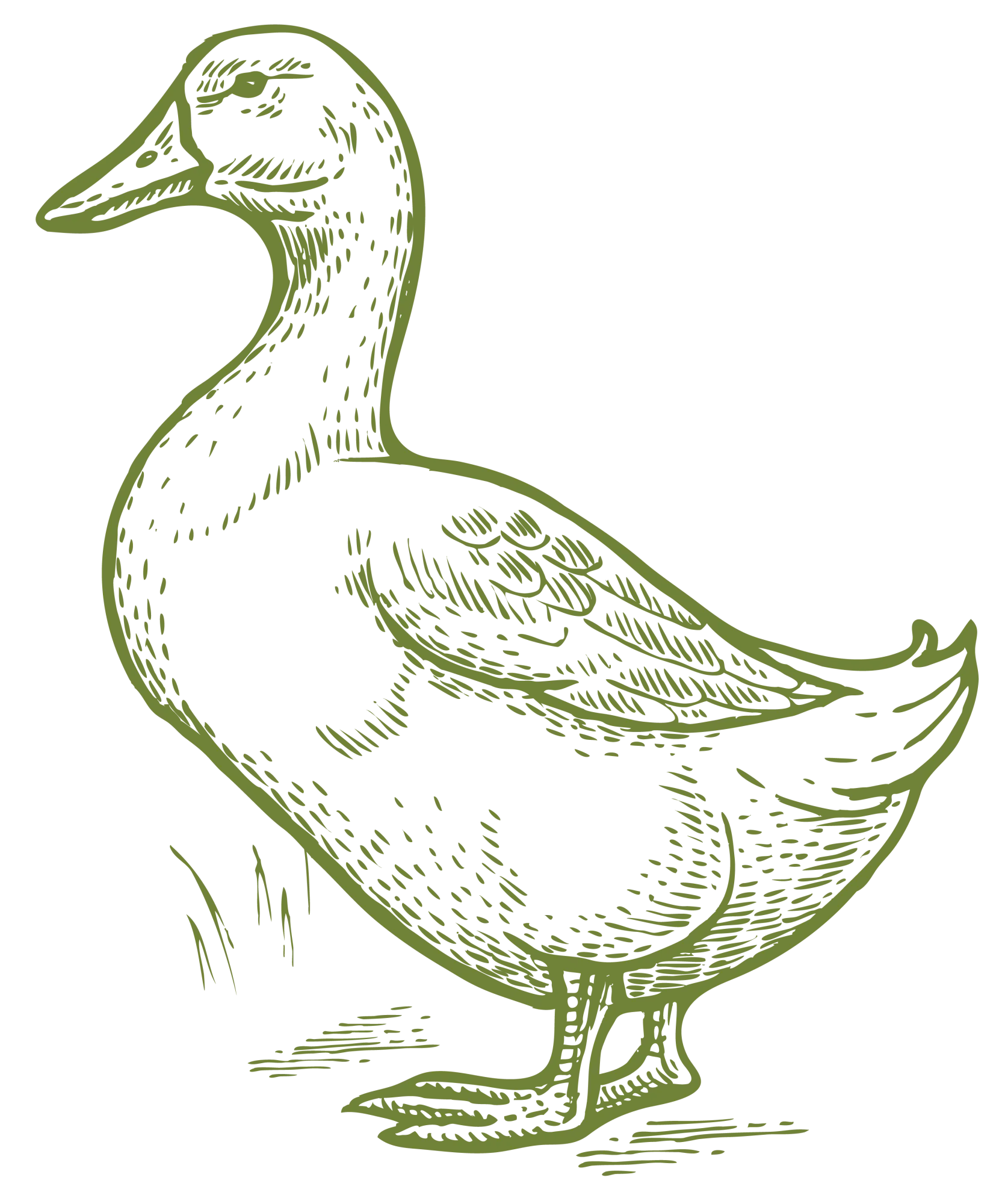 Canard