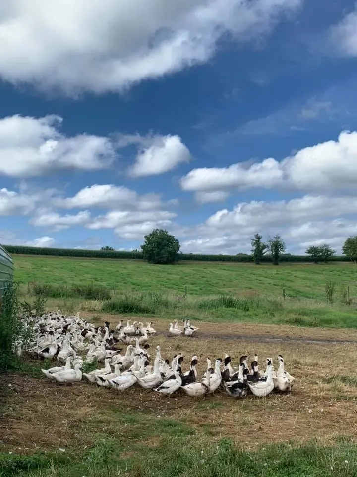 la ferme (6)
